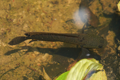 Baram Snakehead photo 1