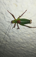 Barbitistes serricauda