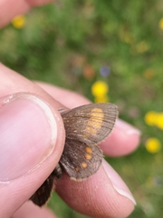 Erebia pharte