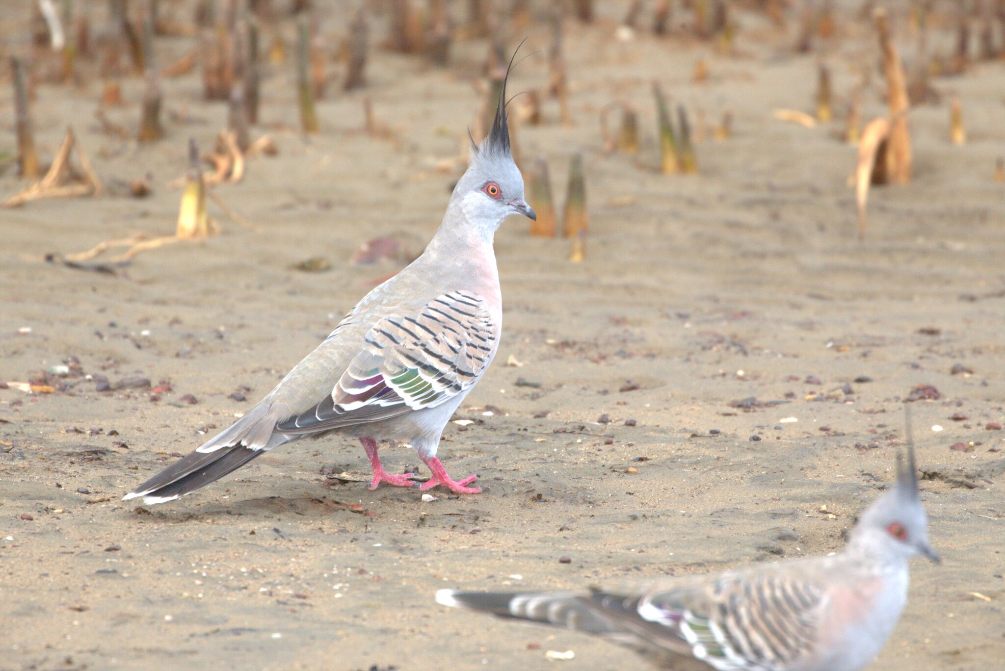 Crested Pigeon illustration