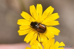 Chasmatopterus