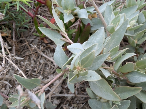 Image of Atriplex maximowicziana by (c) Francisca Wu, some rights reserved (CC BY)
