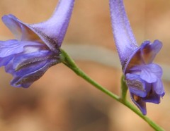Delphinium gracile