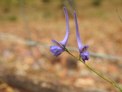 Delphinium gracile