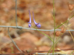 Delphinium gracile