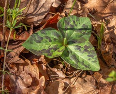 Trillium albidum parviflorum