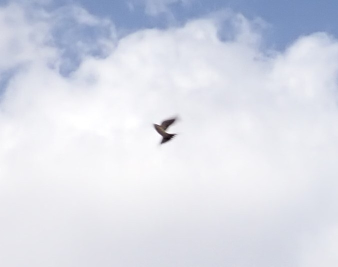 Pale Crag Martin