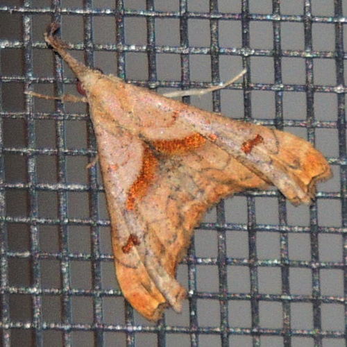 Dark-spotted Palthis Moth