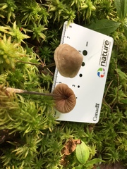 Entoloma conicum