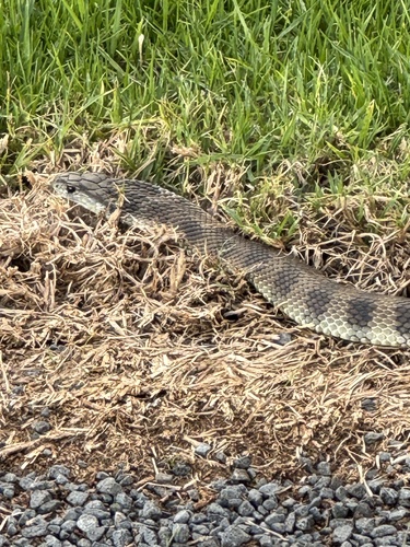 Tiger Snake sighting