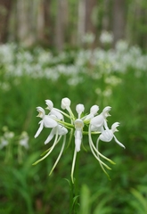 Platanthera integrilabia