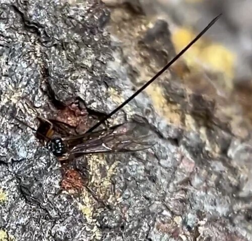 Townesia tenuiventris