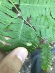 Phytoliriomyza clara