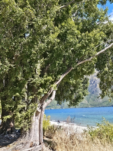Nothofagus fusca