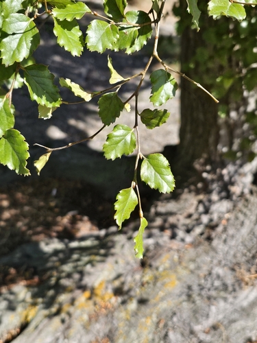 Nothofagus fusca