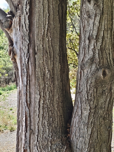 Nothofagus fusca