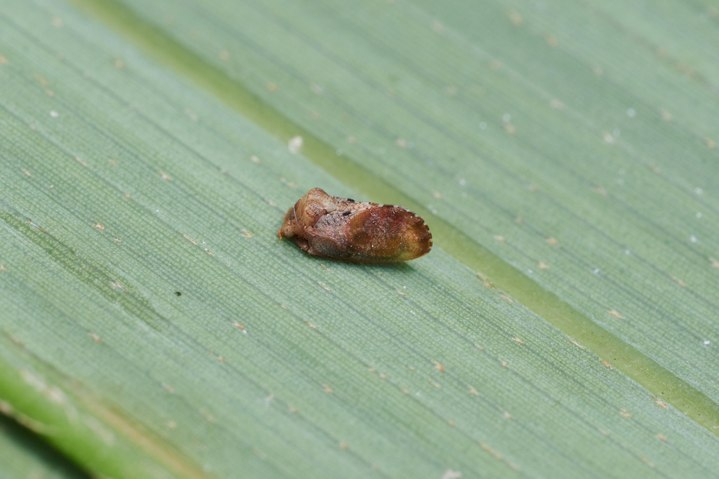 Metapsylla meliae