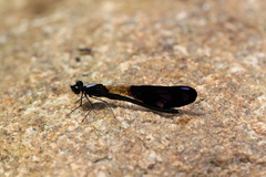 Aristocypha fenestrella