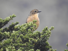 Grallaria quitensis