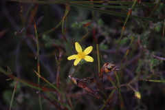 Osteospermum ciliatum