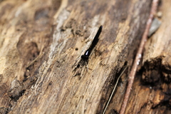 Aristocypha fenestrella