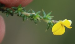 Aspalathus divaricata