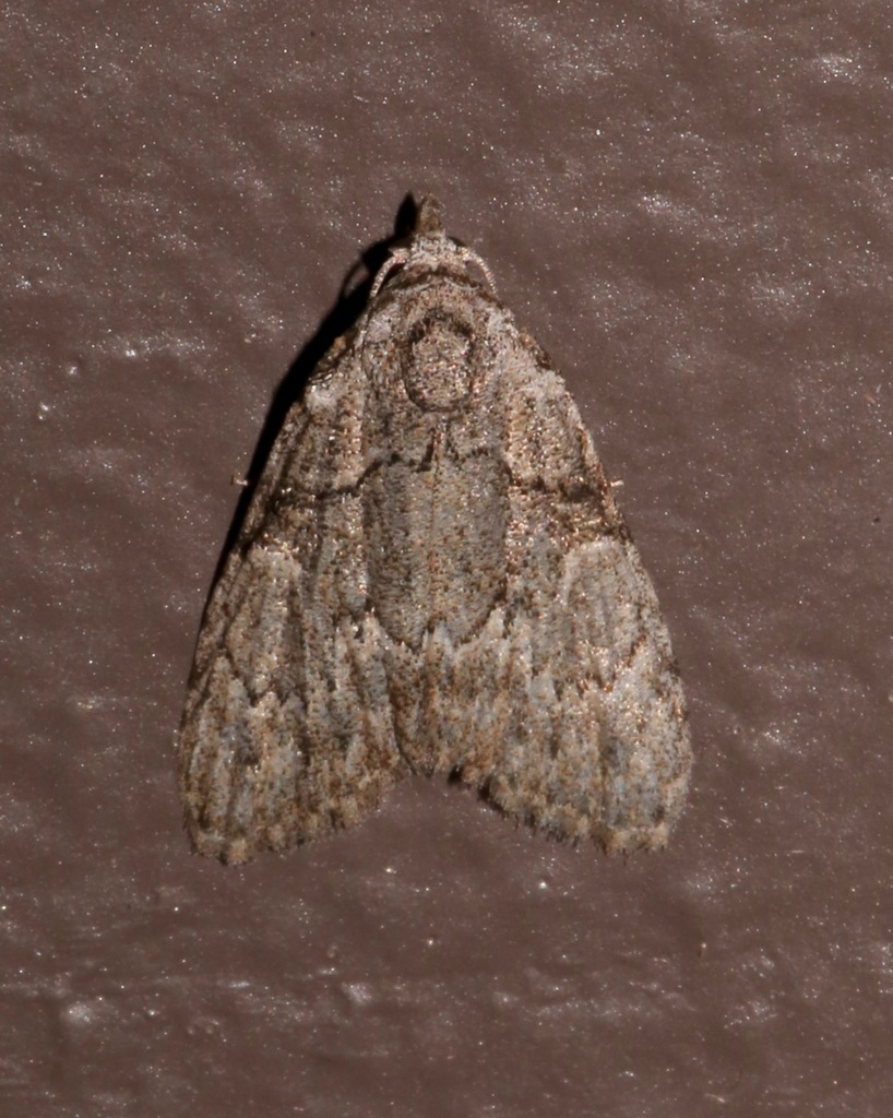 Meganola dentata