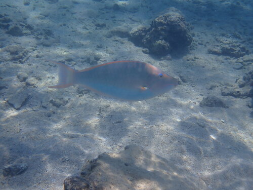 Candelamoa parrotfish (Hipposcarus harid) — Scaridae — 5