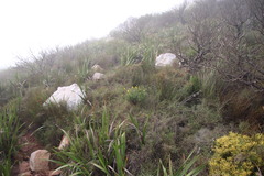 Aspalathus divaricata