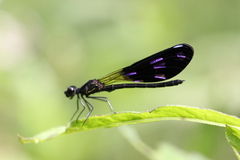 Aristocypha fenestrella