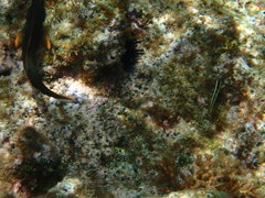 Ophioblennius macclurei