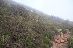 Aspalathus divaricata