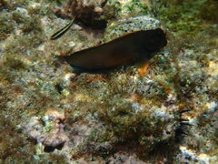 Ophioblennius macclurei