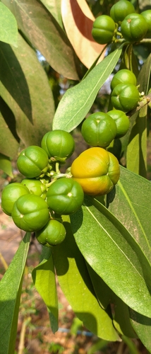 False lime (Suregada multiflora)