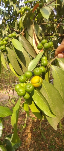 Image of Suregada multiflora by (c) Utain Pummarin, some rights reserved (CC BY)