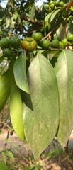 Suregada multiflora, photograph (c) Utain Pummarin, some rights reserved (CC BY)
