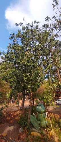Image of Suregada multiflora by (c) Utain Pummarin, some rights reserved (CC BY)