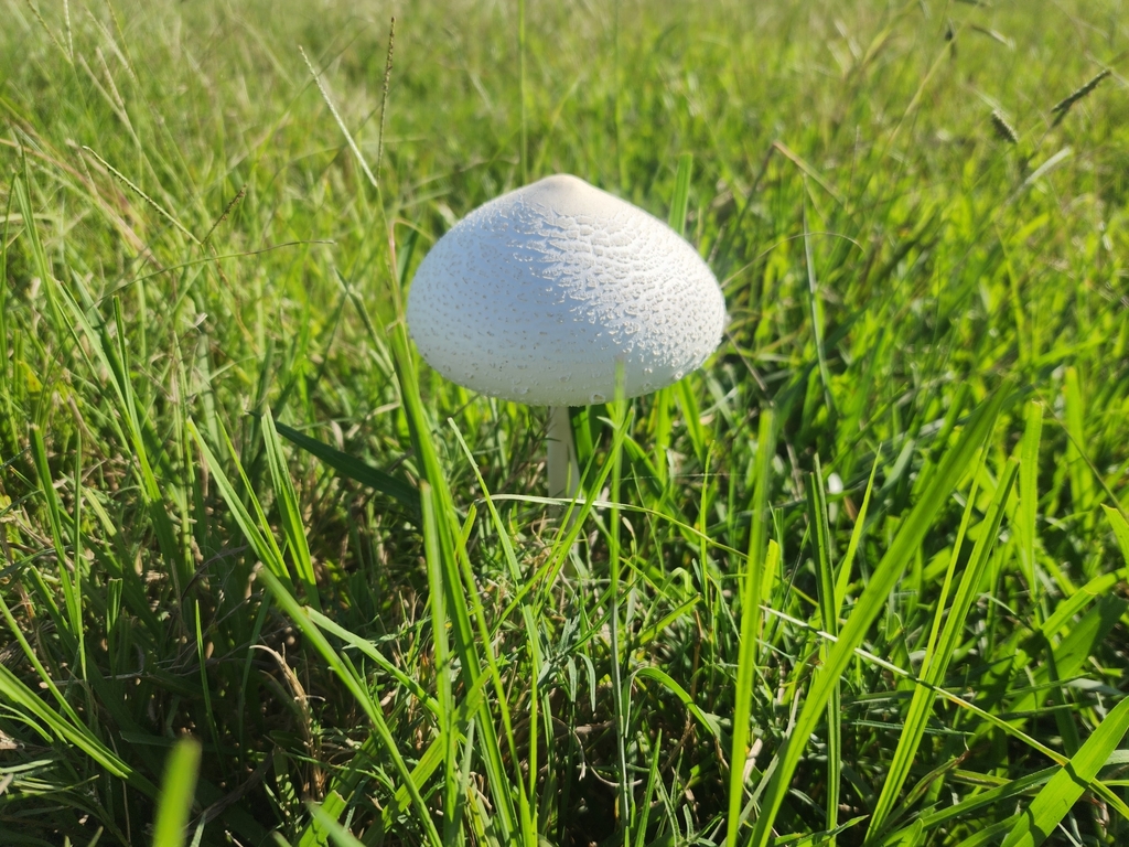 Macrolepiota dolichaula · March 2025 · photo: © rotceh_dnih (iNaturalist, cc-by)