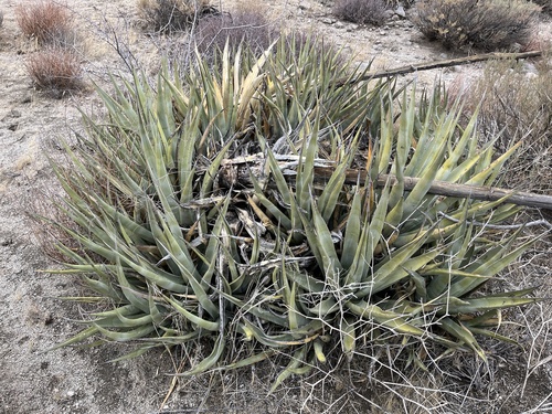 Agave deserti