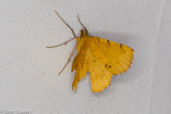 Erastria decrepitaria