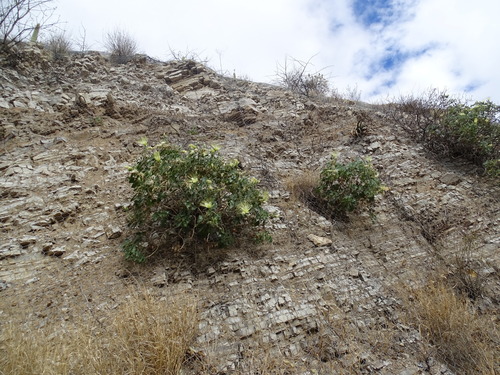 Eucnide grandiflora (Eucnide grandiflora)