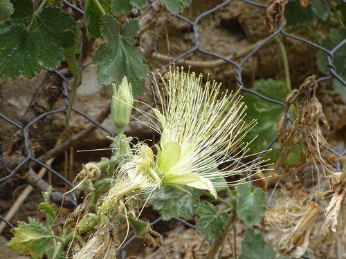 Eucnide grandiflora (Eucnide grandiflora)