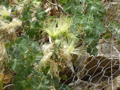Eucnide grandiflora (Eucnide grandiflora)