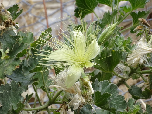 Eucnide grandiflora (Eucnide grandiflora)