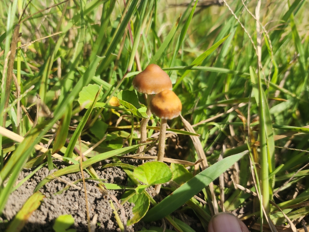 Psilocybe samuiensis
