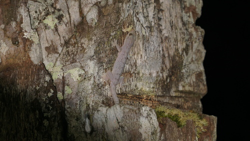 Hemidactylus frenatus