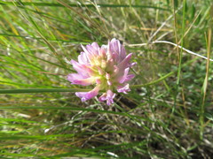 Astragalus laxmannii robustior