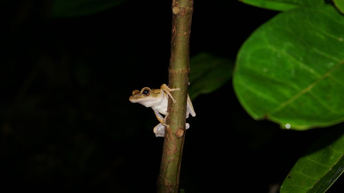 Polypedates leucomystax