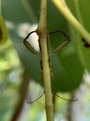 Hyalymenus longispinus