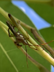 Hyalymenus longispinus